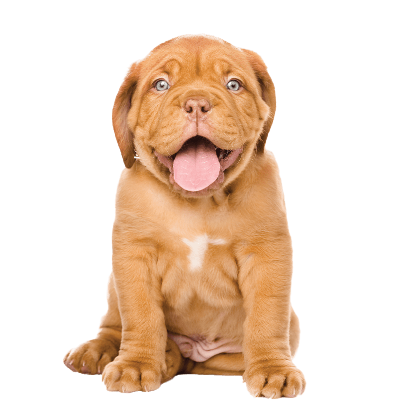 Happy Dog With Tongue Out Happy Dog With Tongue Out
