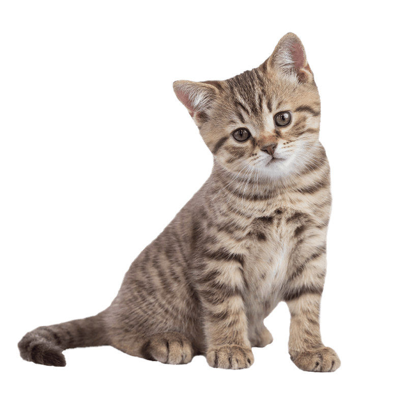 Kitten Sitting Kitten Sitting