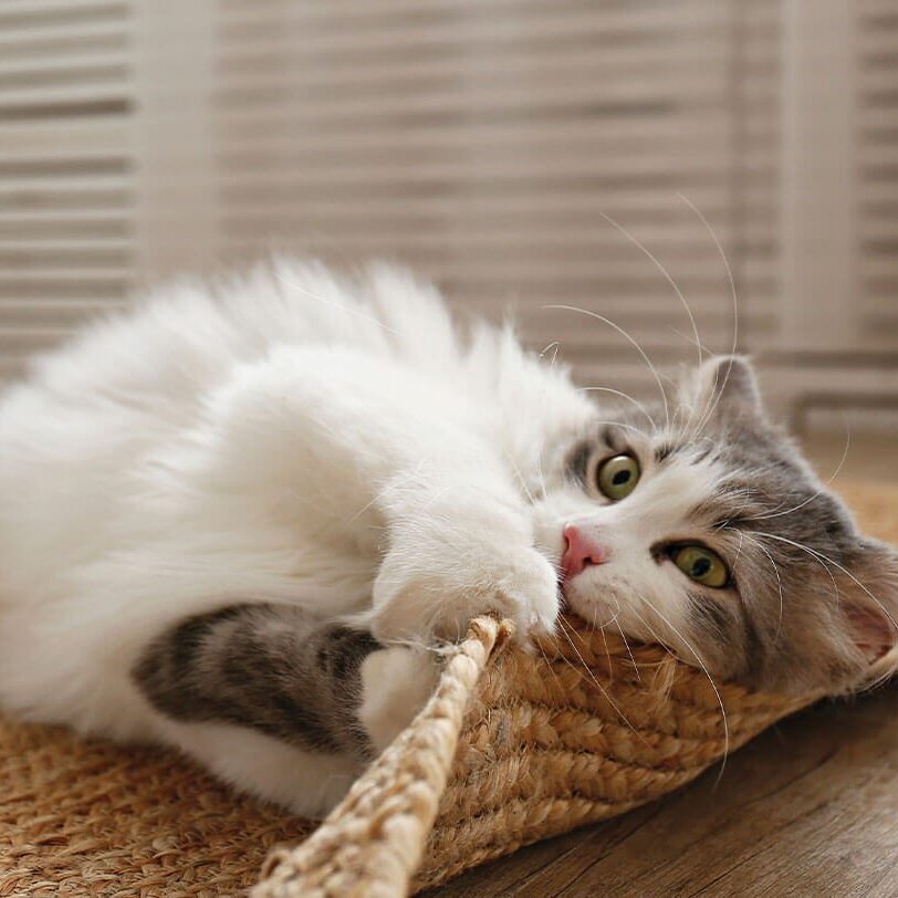 Cat & Dog Wellness Care In Monroe Township Nj