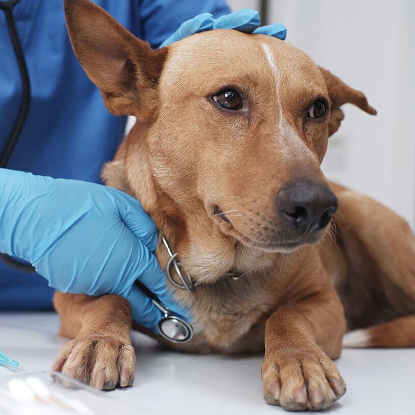 Contact Monroe Parke Veterinary Hospital