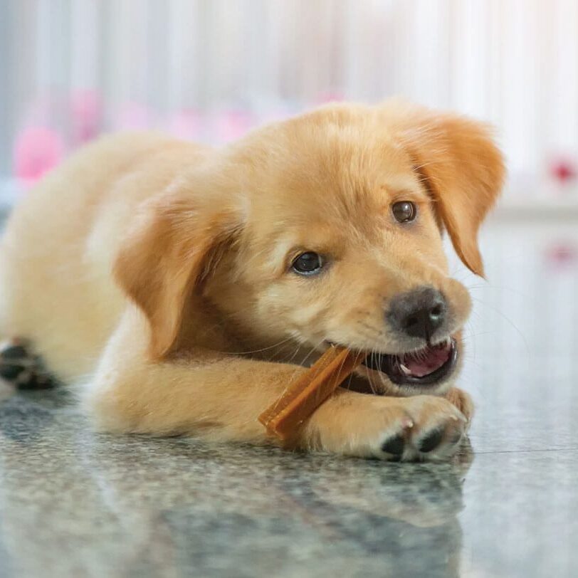 Pet Dental Care In Monroe Township Nj