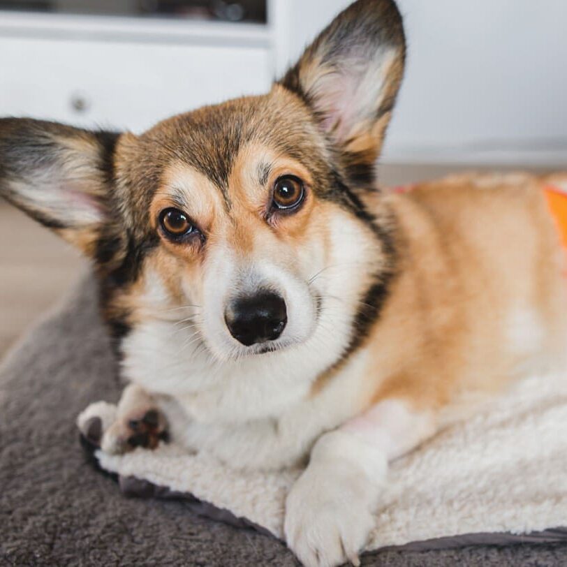 Pet Surgery Monroe Township Nj