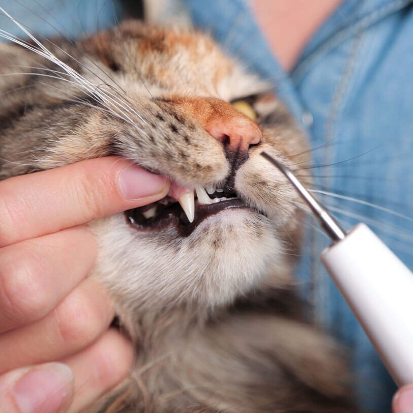 Cat Dental