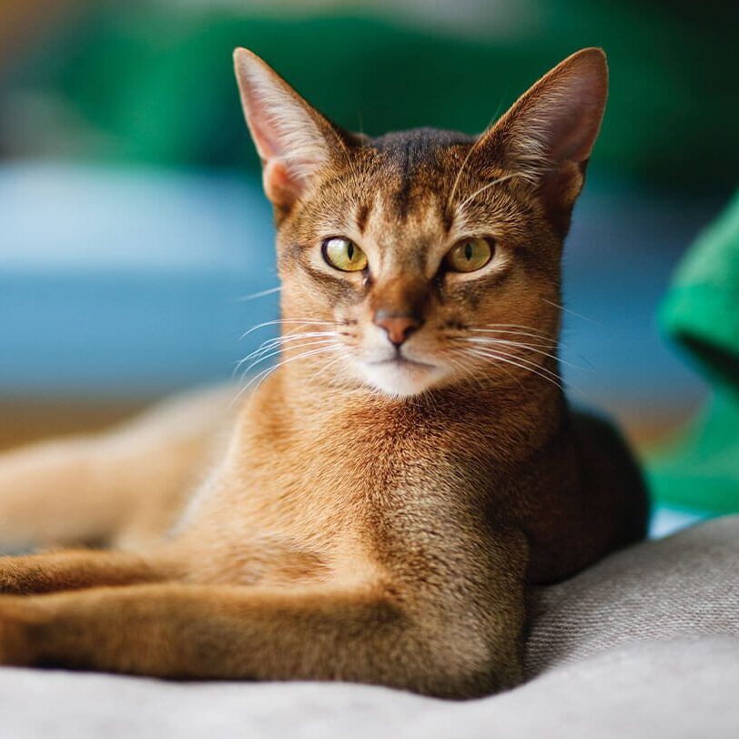 Cat Laying By Green Towels