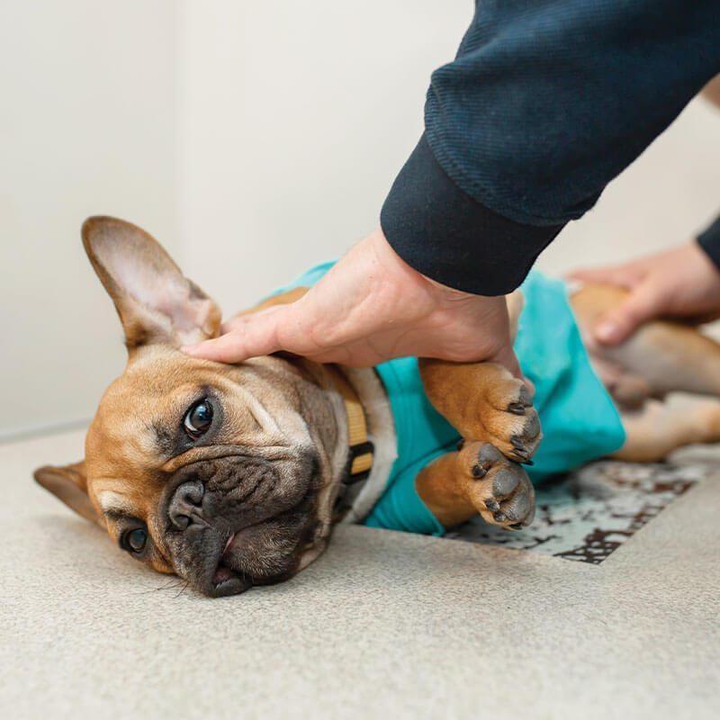 dog getting an xray