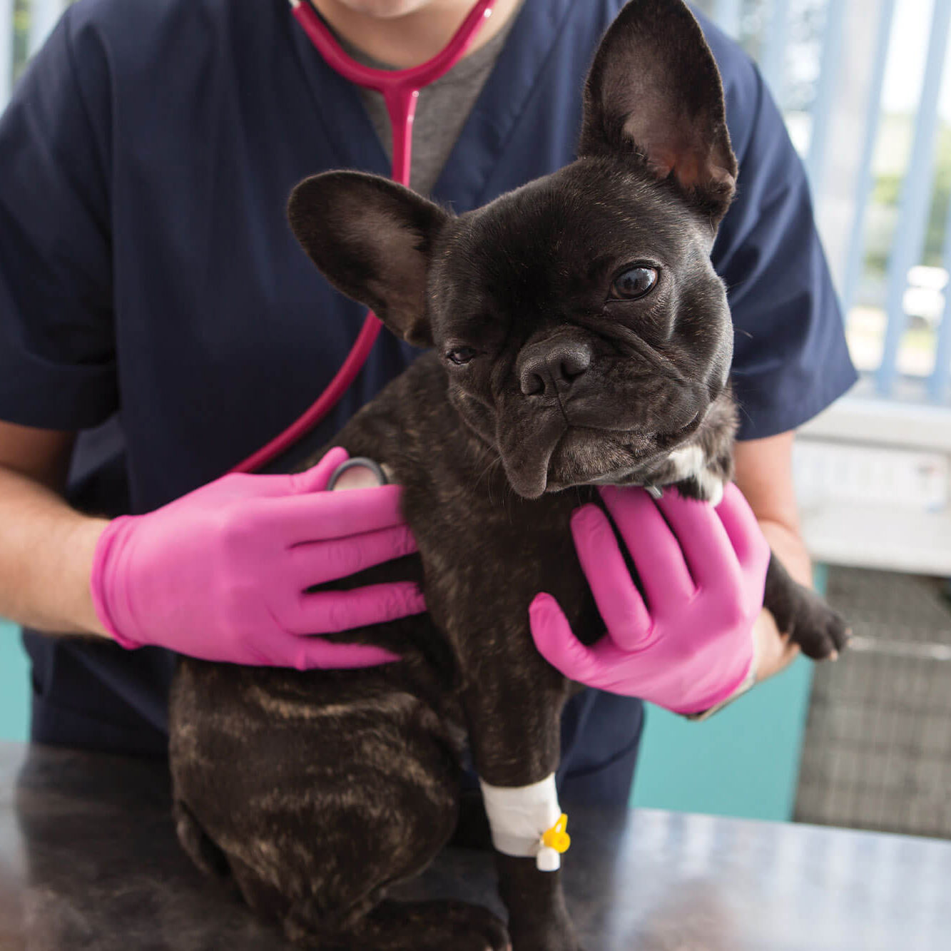 Dog Bloodwork
