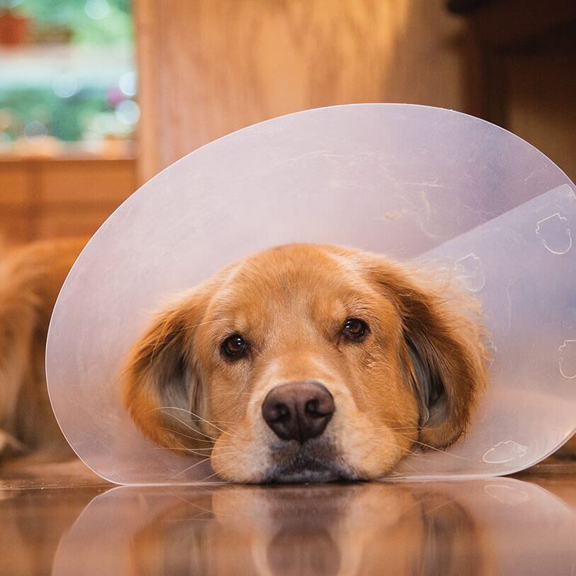Dog Laying On Floor With Cone