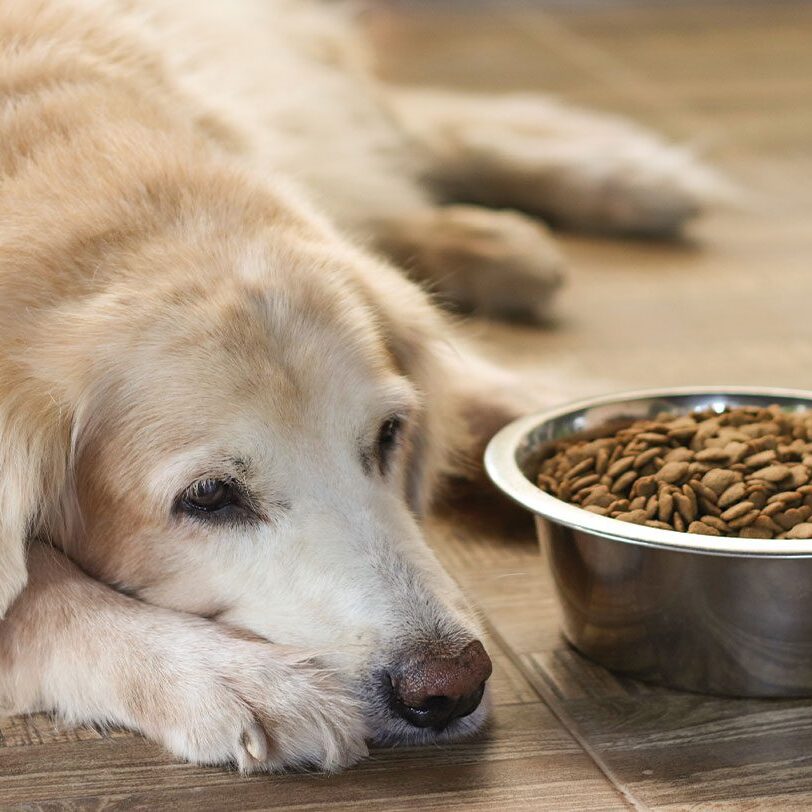 Dog Not Eating