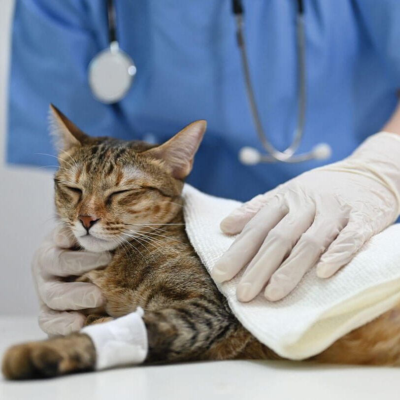 Taking Care Of Cat