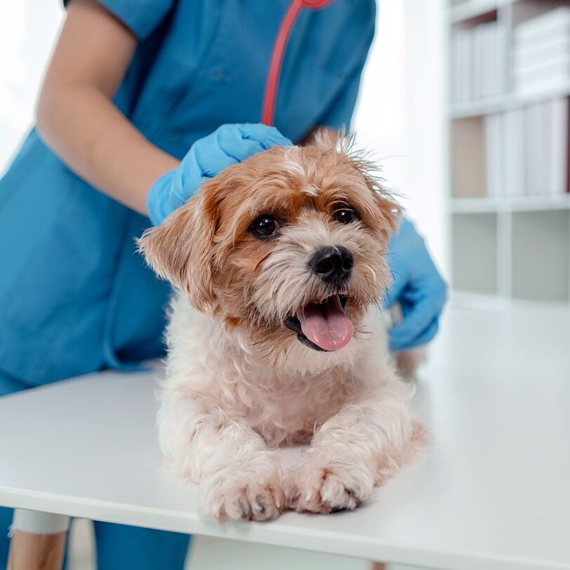dog at vet